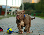 Собаки в Москве: Щенок американского булли  Мальчик, 120 000 руб. - фото 4