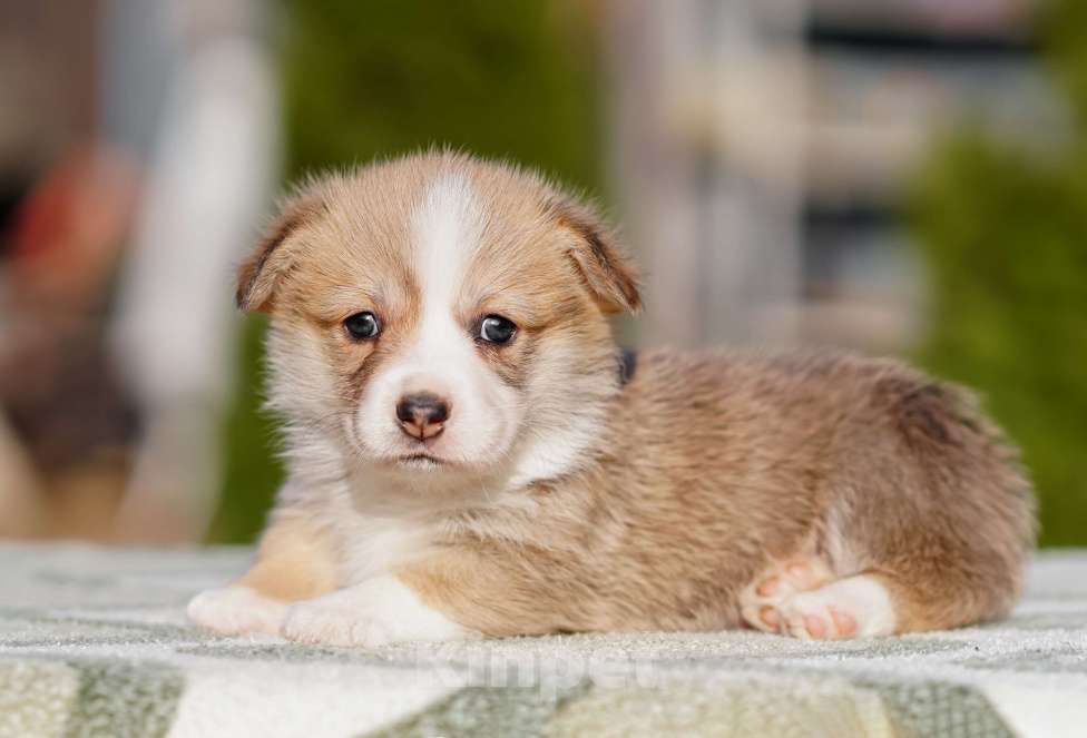 Собаки в Санкт-Петербурге: Щенки Вельш Корги Пемброк Мальчик, 60 000 руб. - фото 4