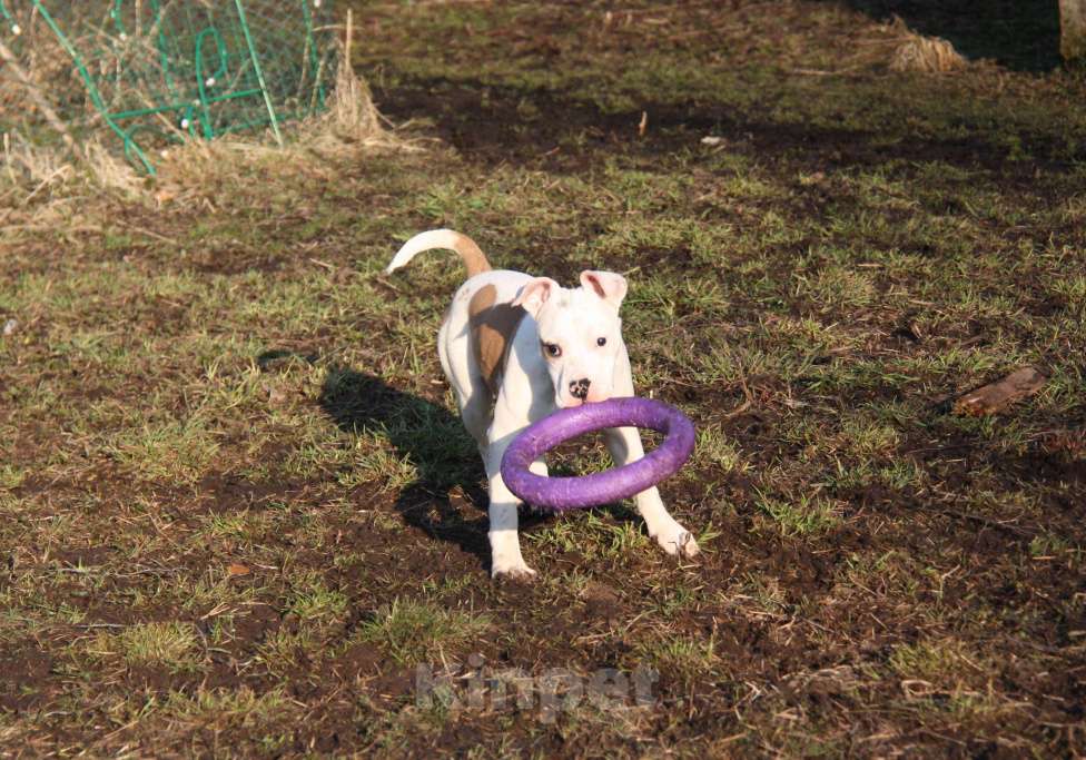 Собаки в других городах Московской области: Американский стаффордширский терьер щенки Мальчик, Бесплатно - фото 3