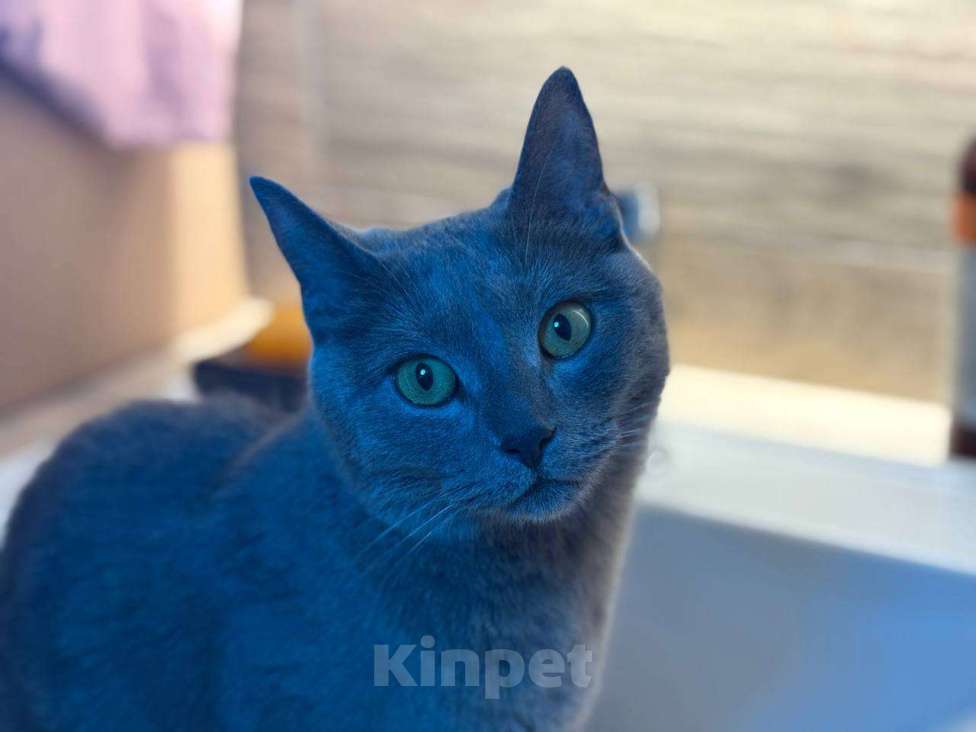 Кошки в Севастополе: Плюшевая молодая кошечка ищет дом Девочка, Бесплатно - фото 3