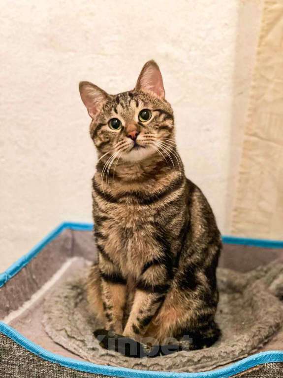 Кошки в Москве: Котик Тор из Марвел Мальчик, Бесплатно - фото 6