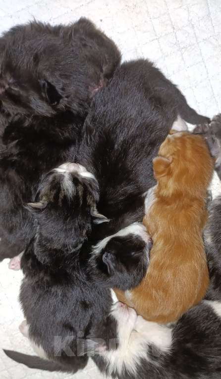 Кошки в других городах Новосибирской области: Котята Мейн-кун  Мальчик, 16 000 руб. - фото 5