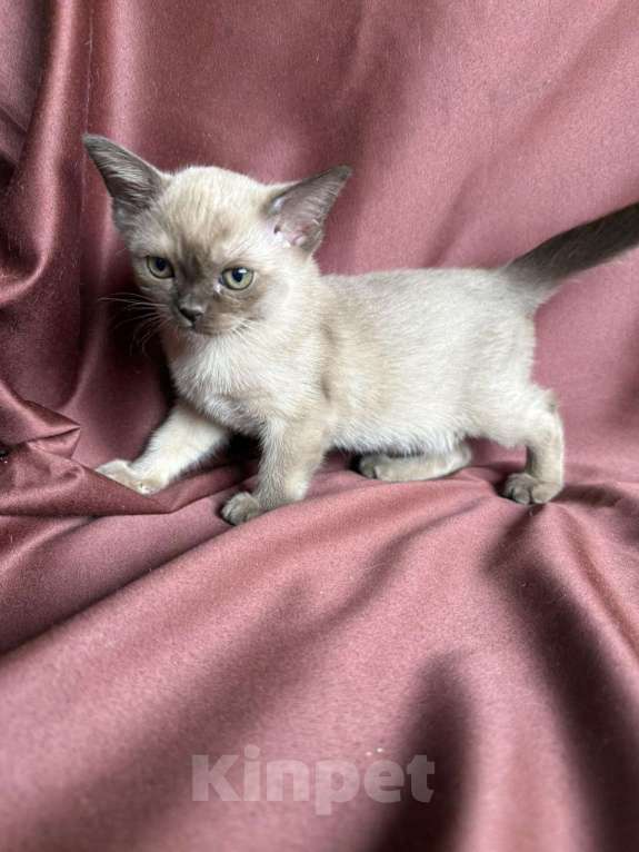 Кошки в Брянске: Котята бурмы Мальчик, 50 000 руб. - фото 2