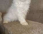 Кошки в Костроме: Кошечка Девочка, 15 000 руб. - фото 3