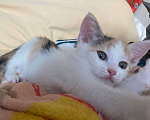 Кошки в Москве: Котенок Нарния ищет дом Девочка, Бесплатно - фото 6