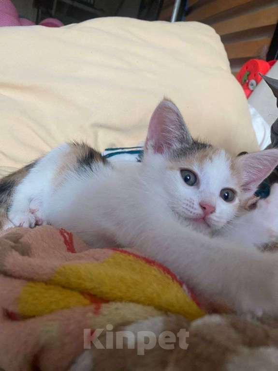 Кошки в Москве: Котенок Нарния ищет дом Девочка, Бесплатно - фото 6
