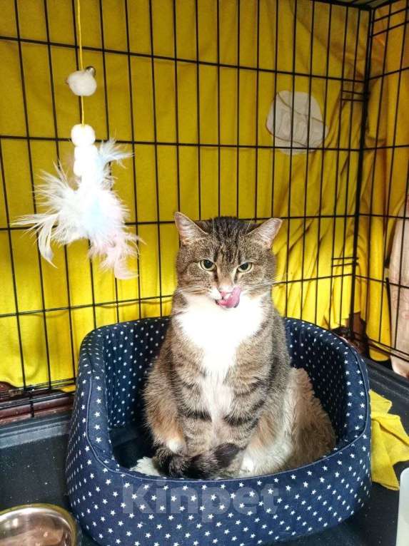 Кошки в Санкт-Петербурге: Кошка в добрые руки Девочка, Бесплатно - фото 1