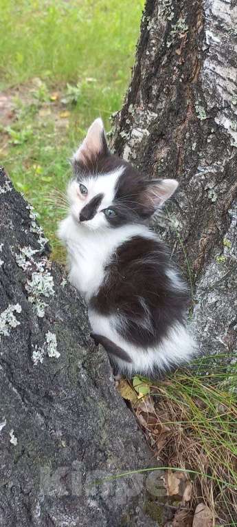 Кошки в других городах Владимирской области: Котята 1,5 месяца Мальчик, Бесплатно - фото 2