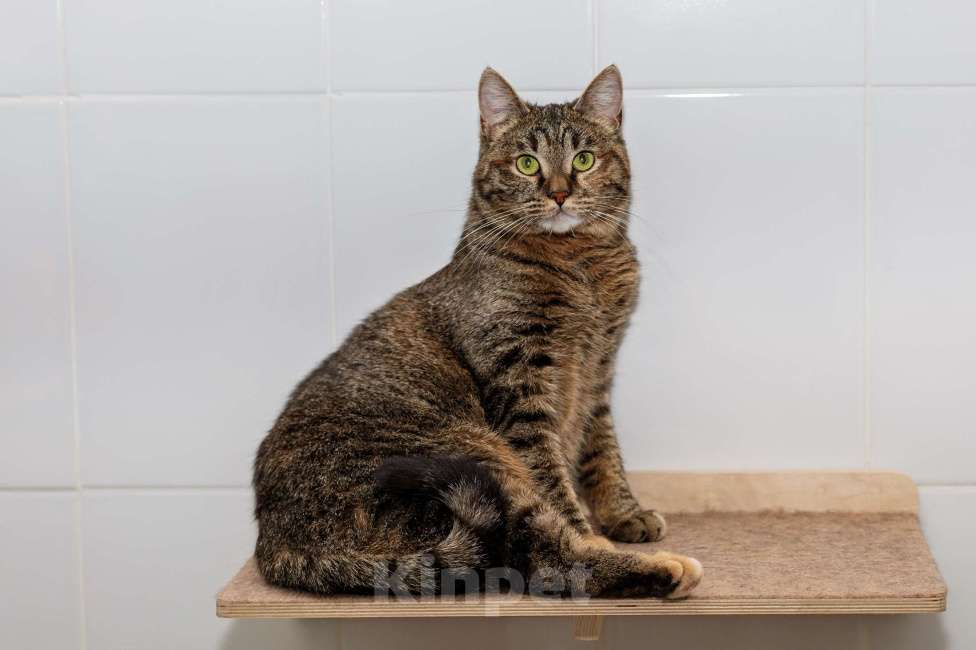 Кошки в Москве: В самые добрые руки Девочка, Бесплатно - фото 6