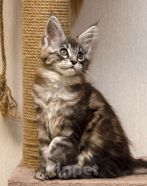 Кошки в Москве: Котята мейн-кун Девочка, 30 000 руб. - фото 1