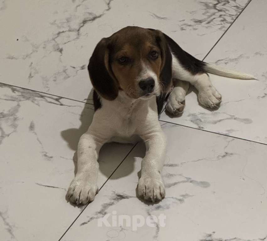 Собаки в Ростове-на-Дону: Продаю щенка порода Бигль Мальчик, 18 000 руб. - фото 3