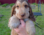 Собаки в Зеленограде: Английский кокер спаниель щенки Мальчик, 30 000 руб. - фото 6