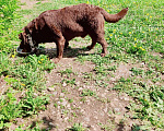 Собаки в Волосовом: Потерялся шоколадный лабрадор Мальчик, Бесплатно - фото 2