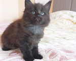 Кошки в Москве: Мейн-кун котик Мальчик, Бесплатно - фото 3