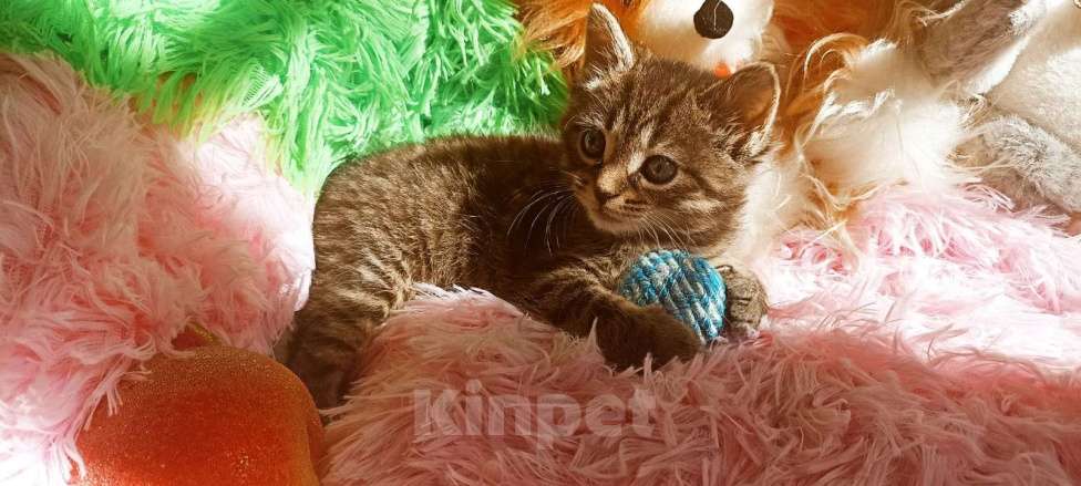 Кошки в Санкт-Петербурге: Котенок серый мальчик 1 мес Мальчик, 200 руб. - фото 3