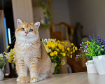 Кошки в Владивостоке: Очаровательная британская кошечка Девочка, 70 000 руб. - фото 1