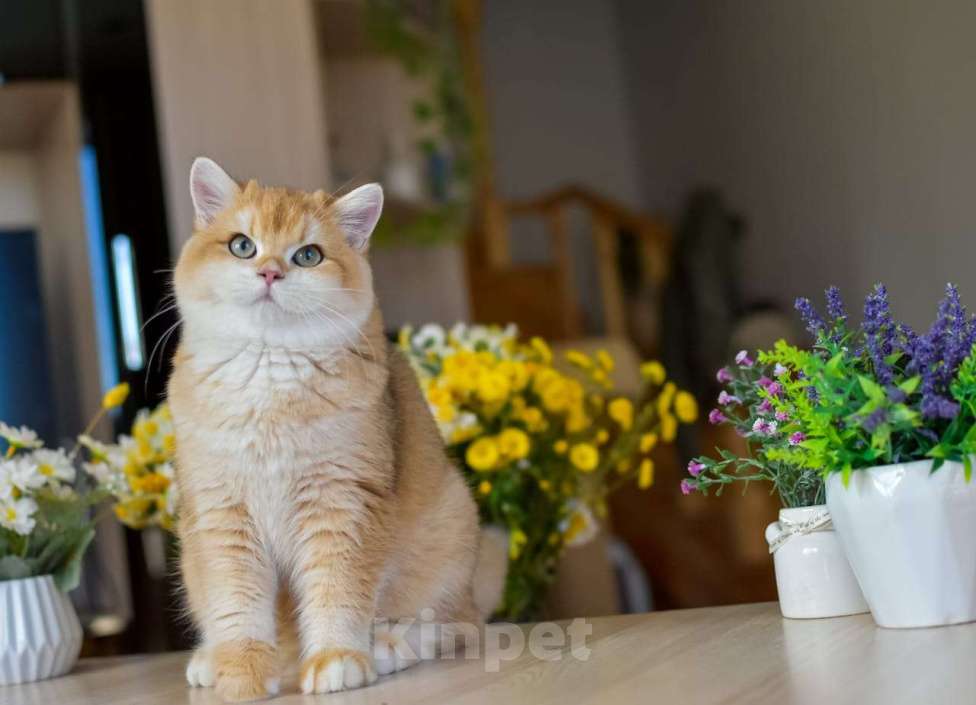 Кошки в Владивостоке: Очаровательная британская кошечка Девочка, 70 000 руб. - фото 1
