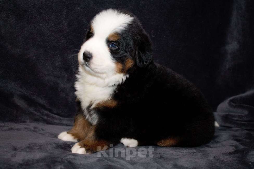 Собаки в других городах Московской области: Бернский зенненхунд Мальчик, 100 000 руб. - фото 1