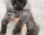 Кошки в Новосибирске: Кошечка Девочка, Бесплатно - фото 2