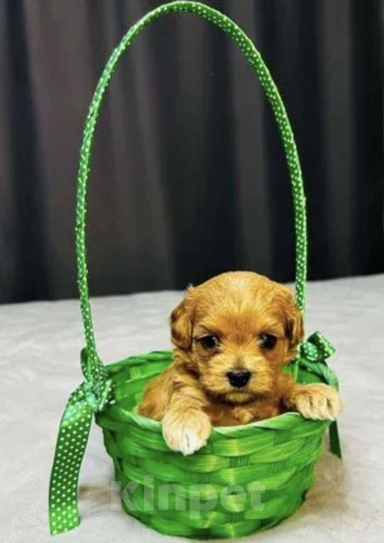 Собаки в Москве: Щенки мальтипу Девочка, 60 000 руб. - фото 1