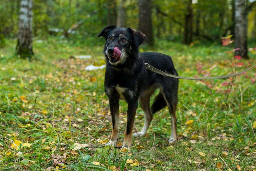Собаки в Москве: Лея Девочка, Бесплатно - фото 4