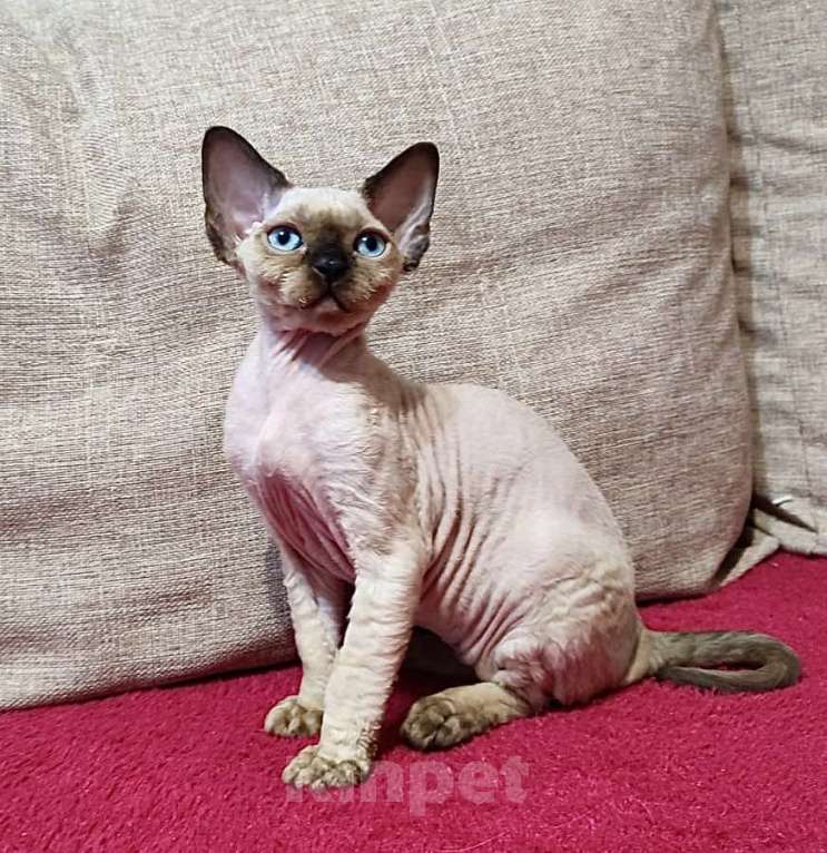 Кошки в Лобне: Голубоглазая девочка девон рекс Девочка, Бесплатно - фото 3
