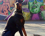 Собаки в Хабаровске: Вязка , 1 руб. - фото 1