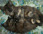 Кошки в Малмыже: Котята от персидской кошки, 500 руб. - фото 1