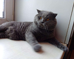 Кошки в Болхове: скоттиш- страйт - кот на вязку, Бесплатно - фото 2