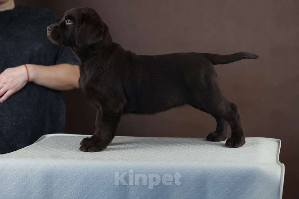 Собаки в Новокузнецке: Щенки лабрадора Девочка, 70 000 руб. - фото 5