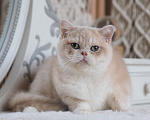 Кошки в Владивостоке: Британская кошечка Девочка, 50 000 руб. - фото 1
