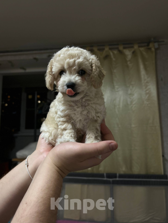 Собаки в Мытищах: Бонус Мальчик, 70 000 руб. - фото 7