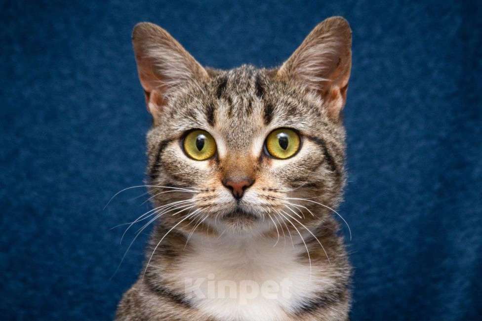 Кошки в Москве: Мирра ищет дом Девочка, Бесплатно - фото 3