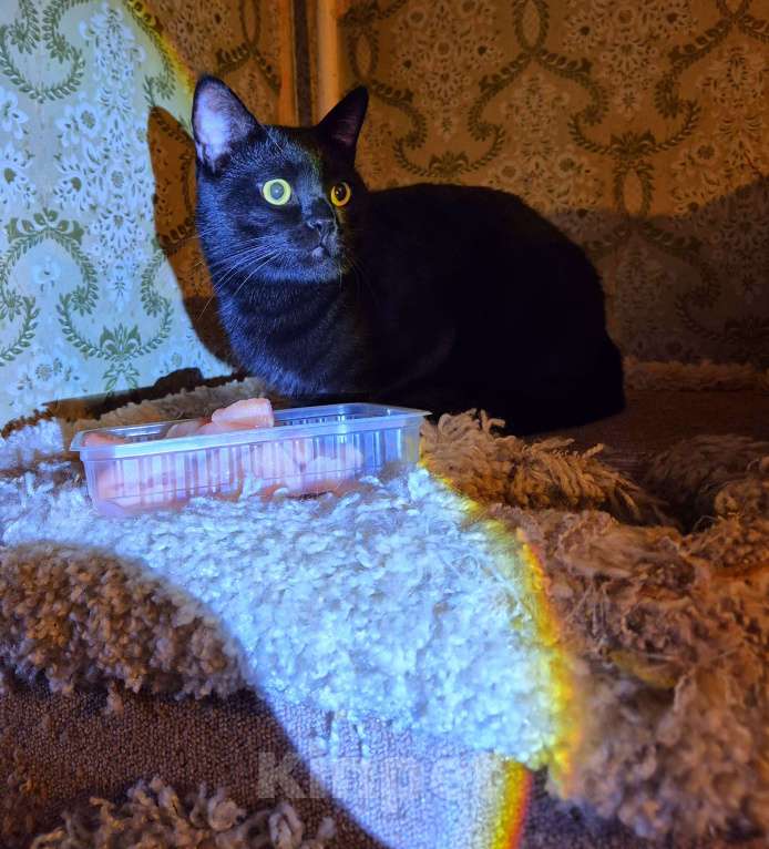 Кошки в Москве: Милош попал в передрягу Мальчик, Бесплатно - фото 3