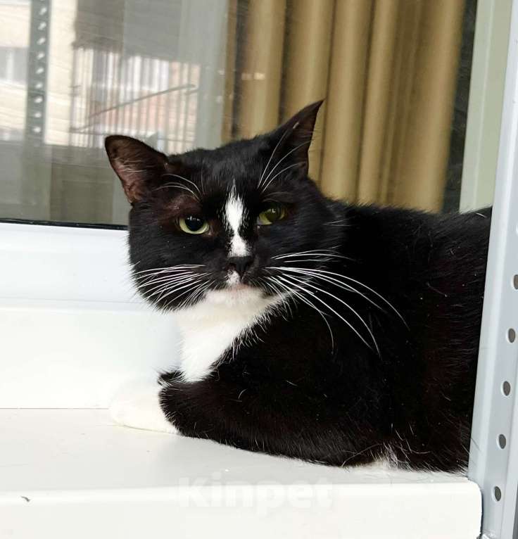 Кошки в Москве: Наоми кошка, излучающая доброту в добрые руки Девочка, Бесплатно - фото 7