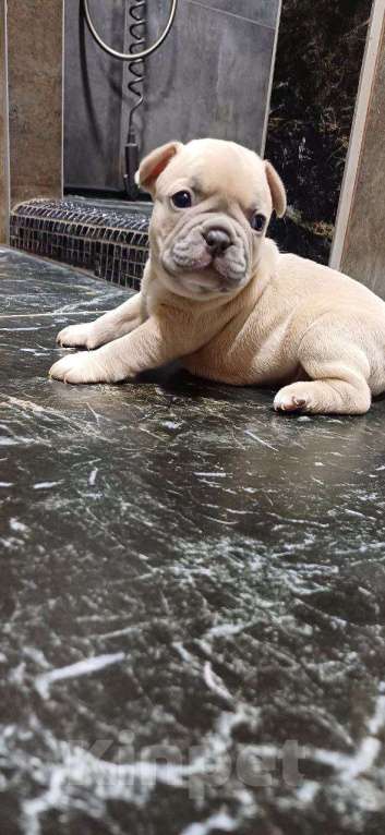 Собаки в других городах Алтайского края: Щенки французского бульдога  Мальчик, 40 000 руб. - фото 1