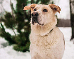 Собаки в Москве: Тимоша ищет дом! Мальчик, Бесплатно - фото 4