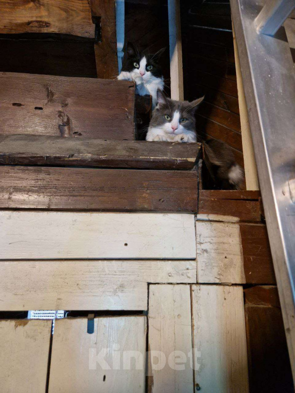 Кошки в Москве: Очаровательные сестрички Фаня и Масяня ищут дом Девочка, Бесплатно - фото 5