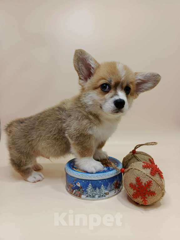 Собаки в Москве: Читос. Щенок вельш корги пемброк Мальчик, 60 000 руб. - фото 2