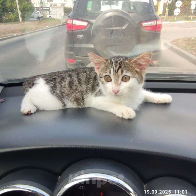 Кошки в Ульяновске: Ласковая девочка 2 мес. Девочка, Бесплатно - фото 4