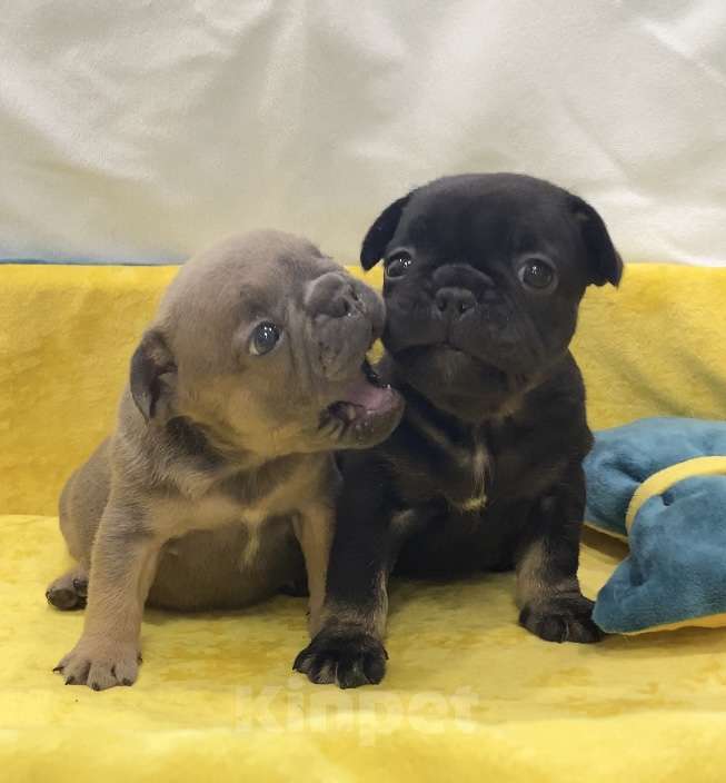 Собаки в Нижнем Новгороде: Щенки французского бульдога  Девочка, Бесплатно - фото 9