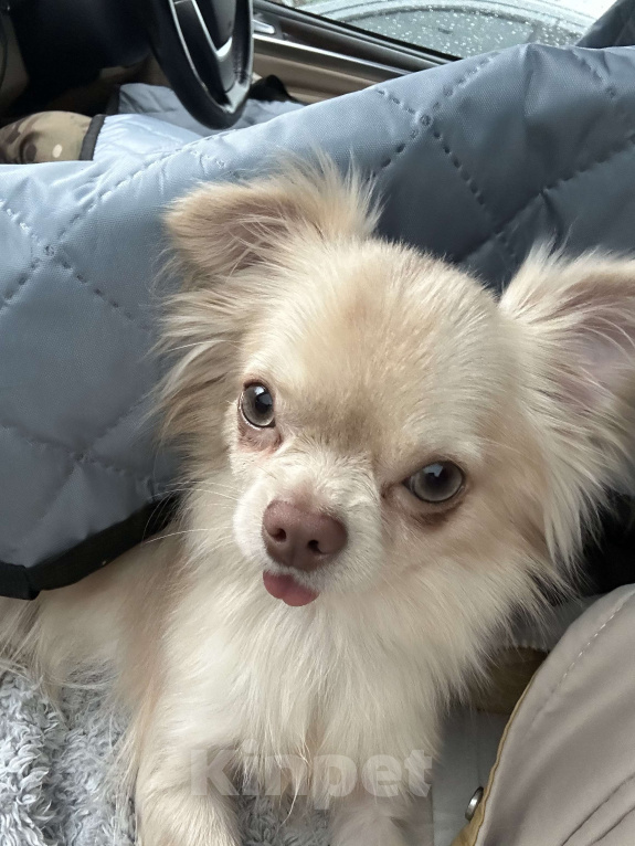 Собаки в Москве: Мини чихуахуа на вязку Мальчик, Бесплатно - фото 5