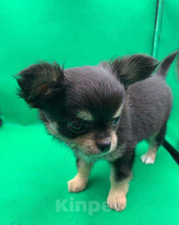 Собаки в Москве: Щенок чихуахуа, мальчик, длиношерстный.  Мальчик, 70 000 руб. - фото 9
