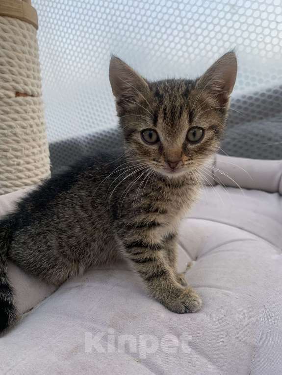 Кошки в Электроуглях: котик Ёжик Мальчик, 1 руб. - фото 2