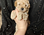 Собаки в Москве: Той пудель мальчик крошка Мальчик, 65 000 руб. - фото 6