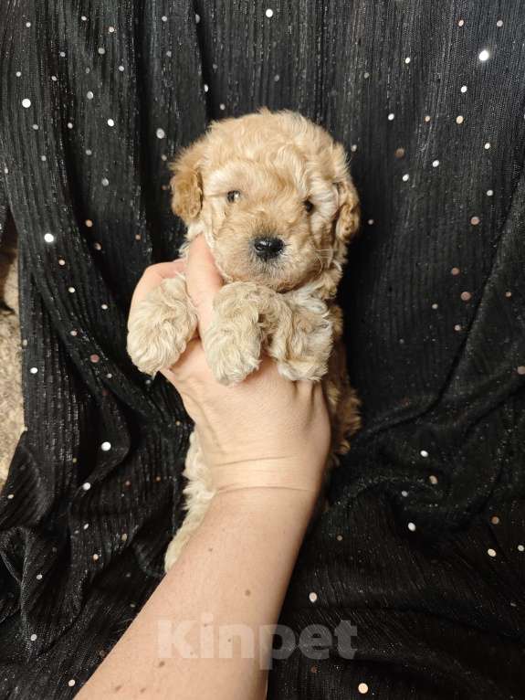 Собаки в Москве: Той пудель мальчик крошка Мальчик, 65 000 руб. - фото 6