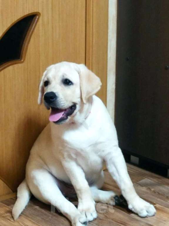 Собаки в других городах Ульяновской области: В поиске самых лучших родителей Девочка, 80 000 руб. - фото 3