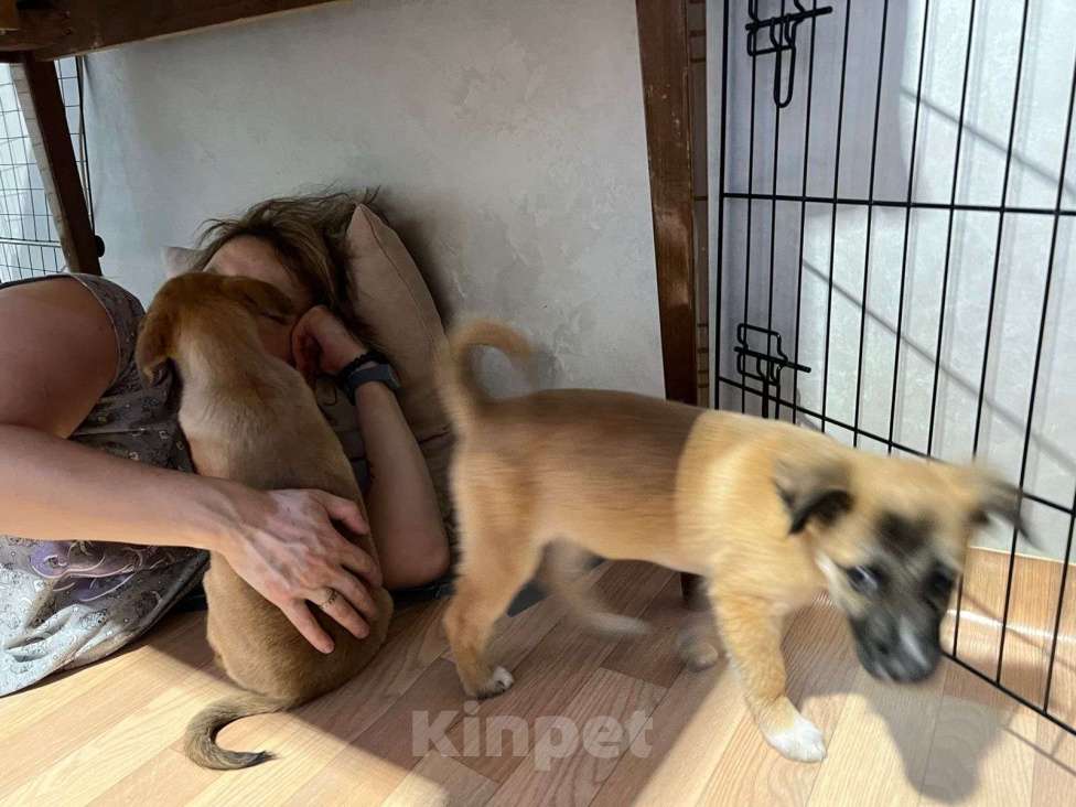 Собаки в Химках: Малышка Лиса Девочка, Бесплатно - фото 3