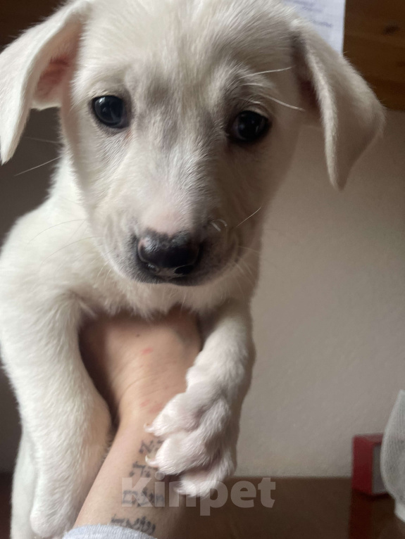 Собаки в Челябинске: Сметанка Девочка, Бесплатно - фото 3