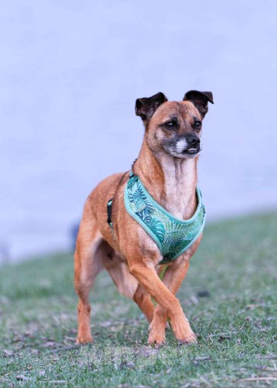 Собаки в Санкт-Петербурге: Маленькая собачка Виски ищет семью Девочка, Бесплатно - фото 4